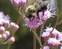 backyard wildlife 003.jpg